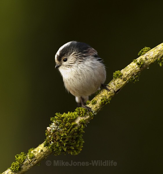 LONG TAILED TIT REF LTT 2 - THE LONG TAILED TIT