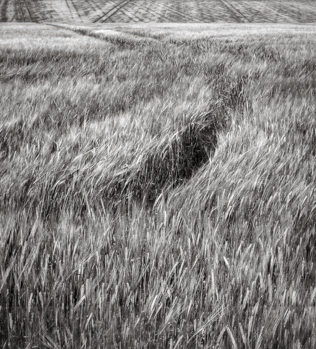  - Chase Fields