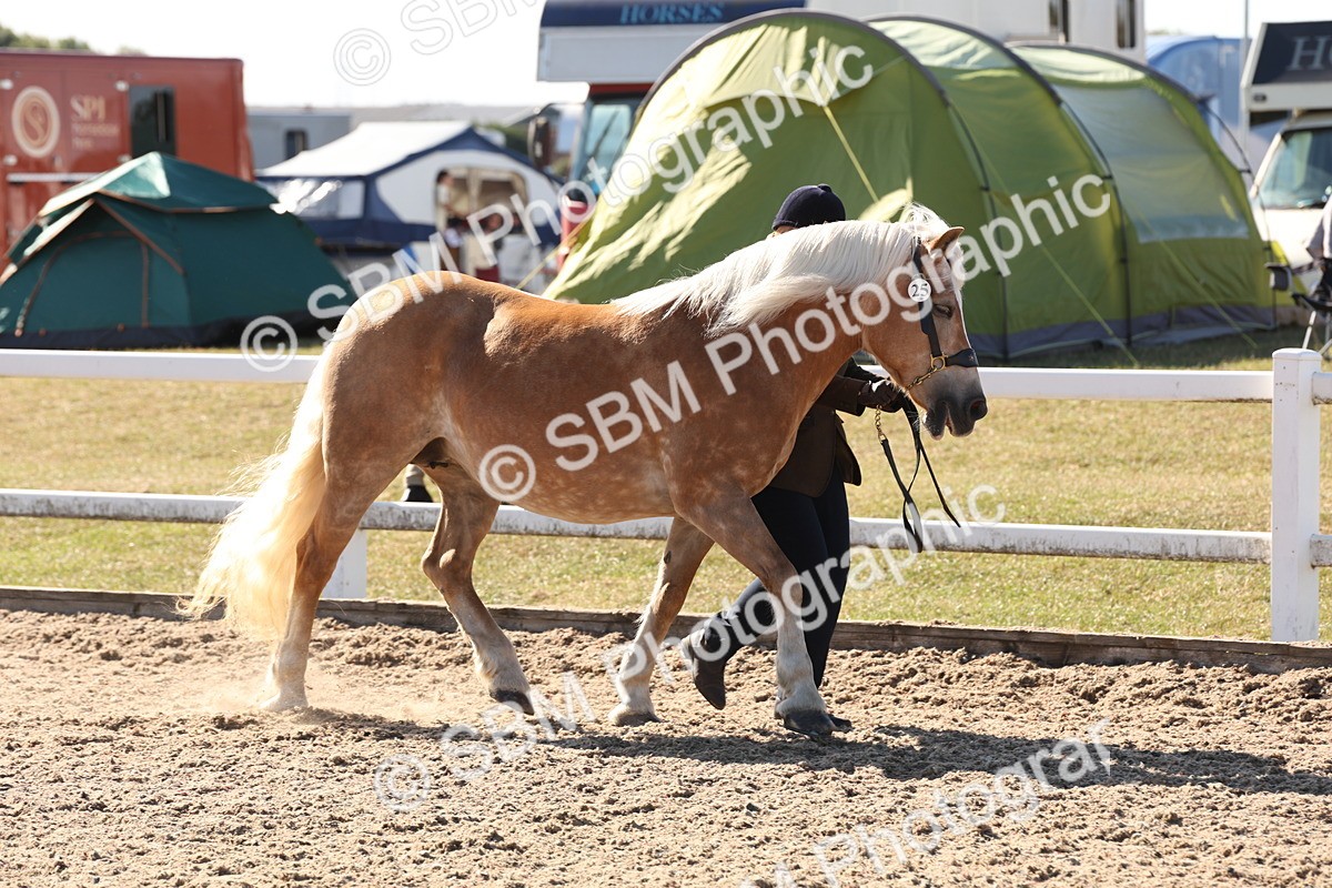 SBM_12883 - Class 206 - IH Non Show Type Pony