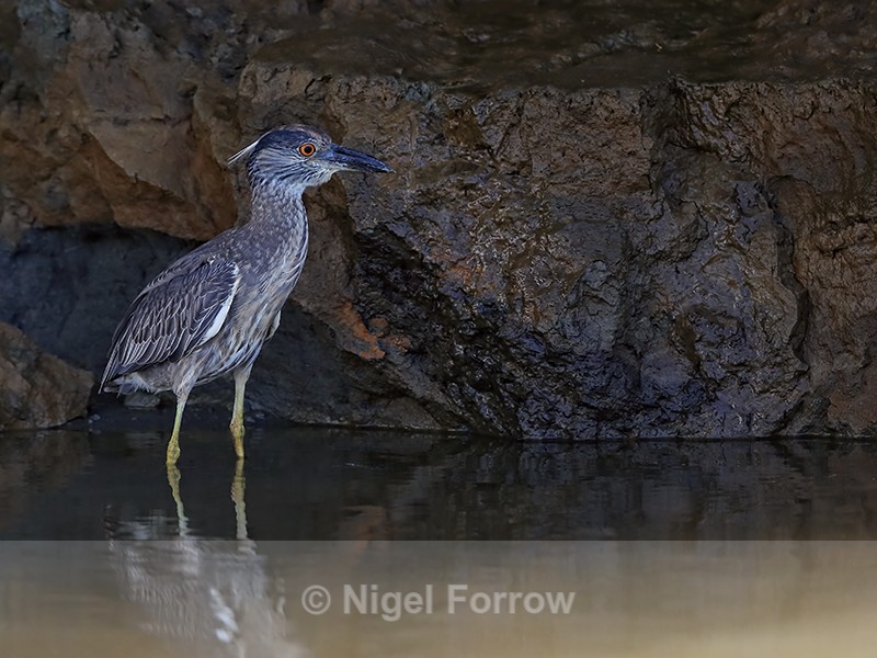 Yellow-crowned Night Heron (immature), Sierpe River, Costa Rica - Yellow-crowned Night-heron