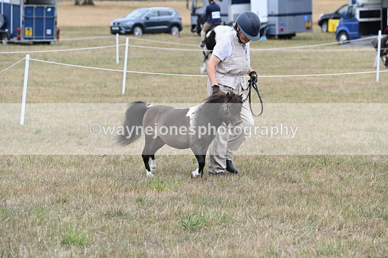 WJ6_5252 - Class 18 In-hand Coloured