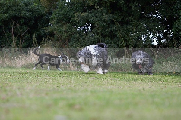  - Tendring Agility Group- St Osyth Summer Fete