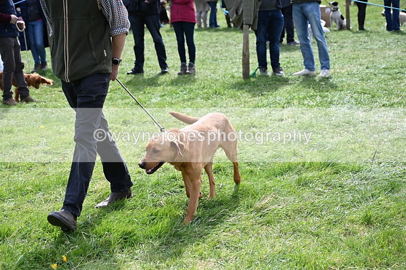 WJ6_8954 - Class 8 Best Working / Gun Dog or Bitch
