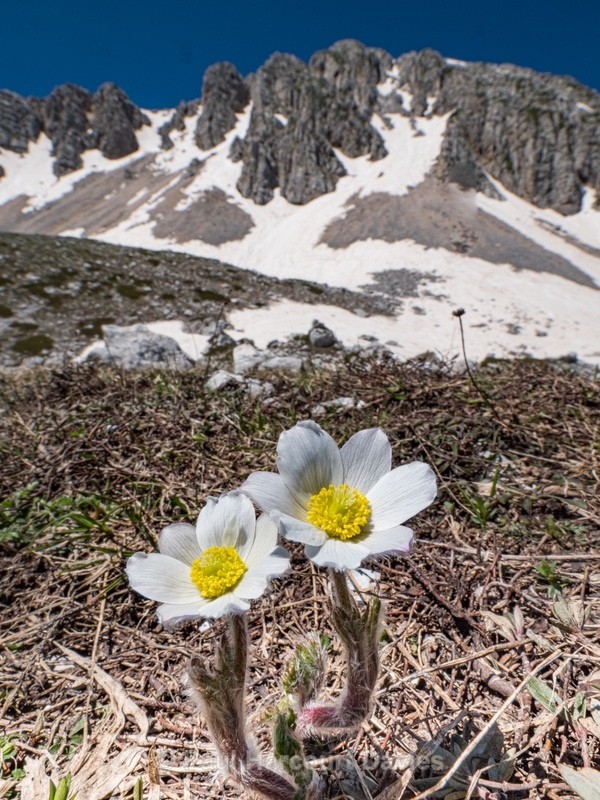 Alpine Pasque flower (Pulsatilla alpina subsp millefoliata) - Flowers in the Landscape - 2