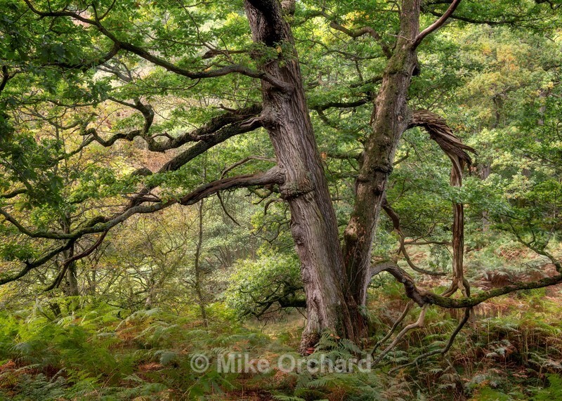 Old Oak With Character_North York Moors - Landscapes