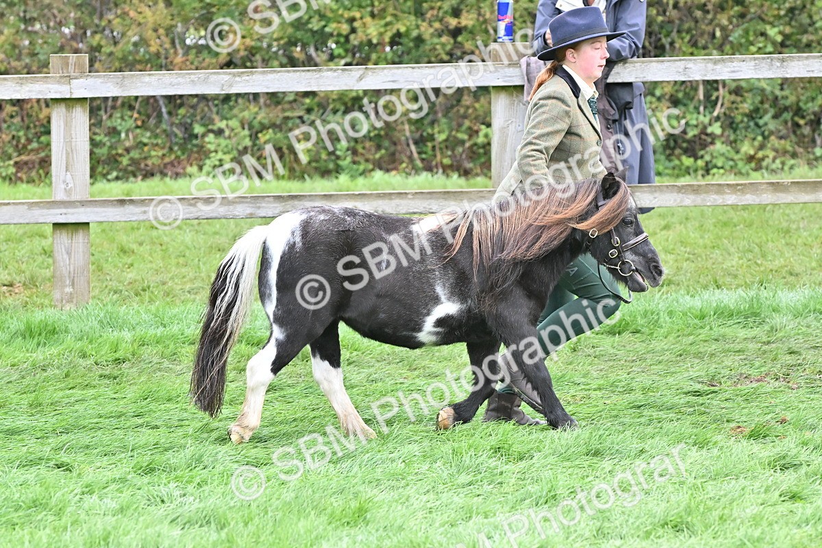 SBM_56934 - S45 - Coloured Pony In Hand