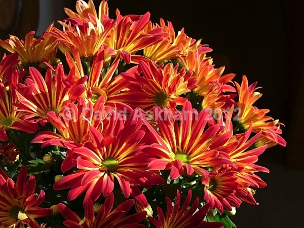 Chrysanthemums - Leica Photography