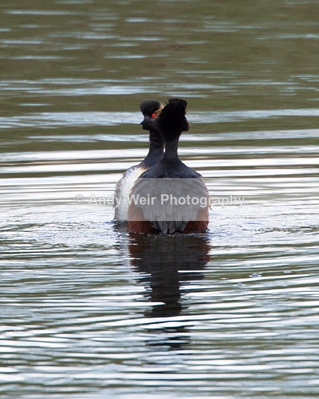 Black Necked Grebe Photograph