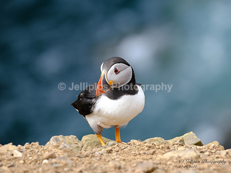  - Wildlife and Nature