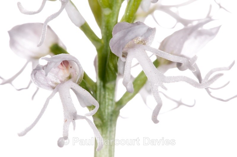  - WB: Orchids - Orchis