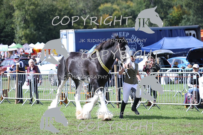 APP_3452 - Class 6 Young Handlers