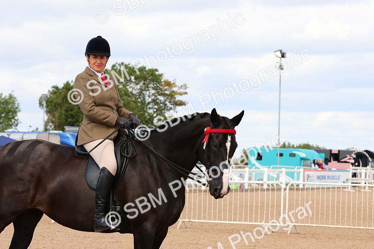 SBM_14155 - Class 213 - Ridden Hack Riding Horse