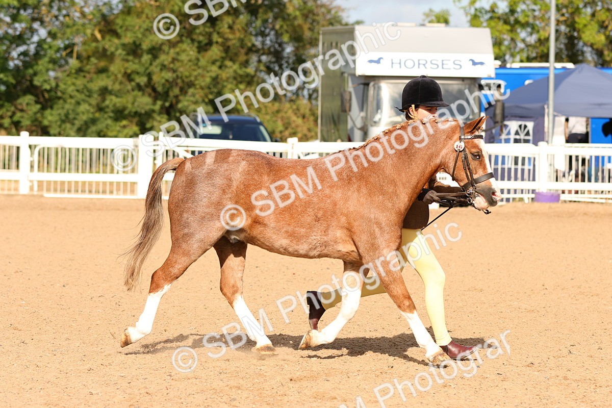 SBM_09275 - Class 204 - Young Handler