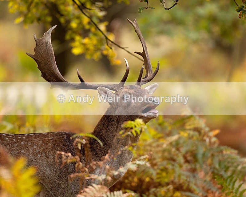20111022-_MG_6780 - Fallow Deer