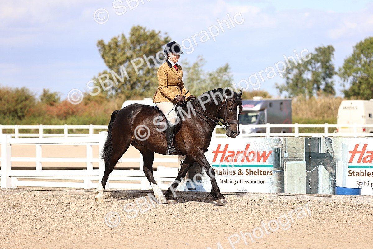 SBM_14347 - Class 412 - Handsomest Gelding (IH or Ridden)Adult