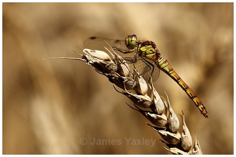 Common Darter on Wheat - Best of British Wildlife