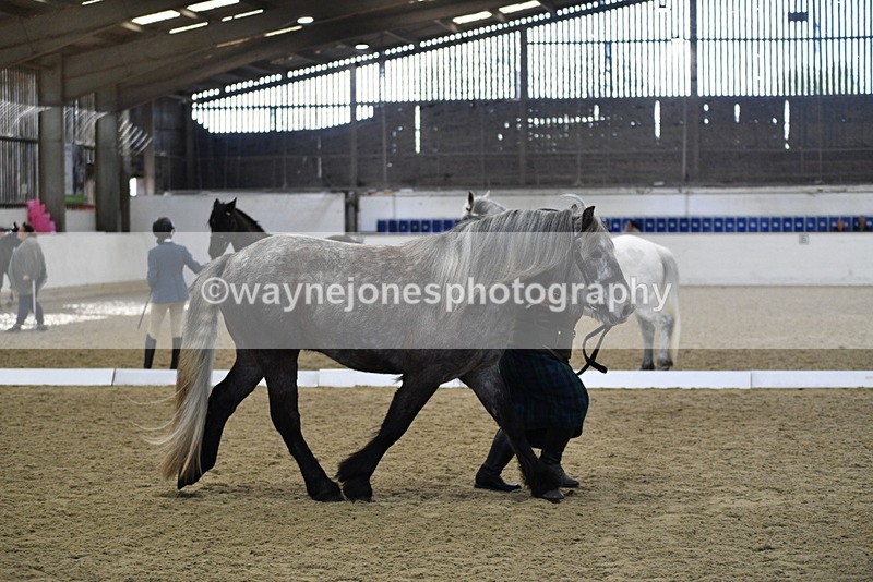 WJ5_4359 - Class 6 In hand M&M - Large Breeds