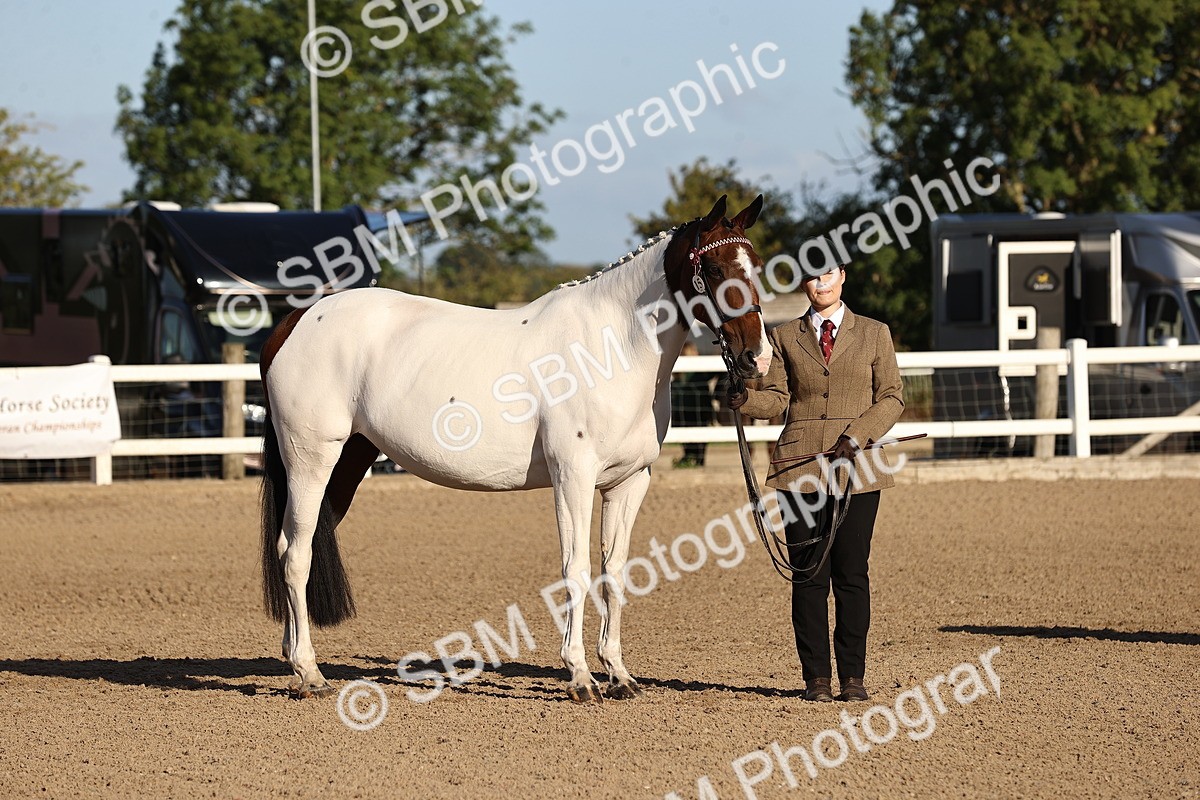 SBM_08349 - Class 401 - IH Veteran Horse