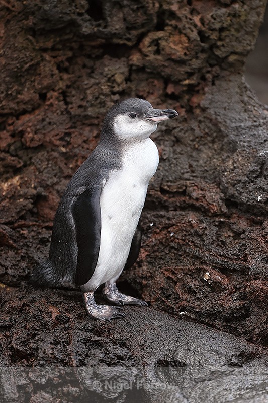 Immature Galapagos Penguin, Bartolome, Galapagos - Galapagos Penguin