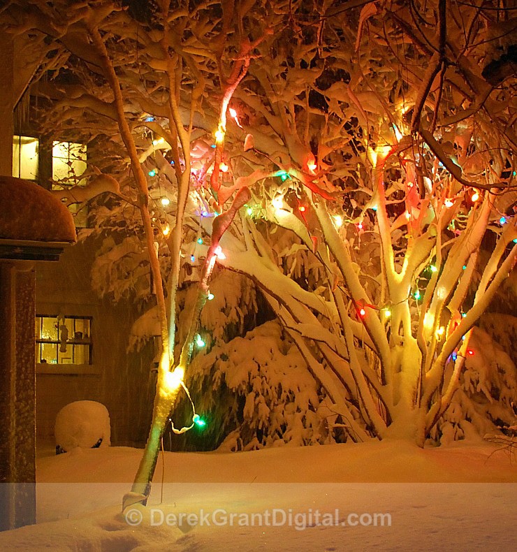 Lights of Winter - Winterscape