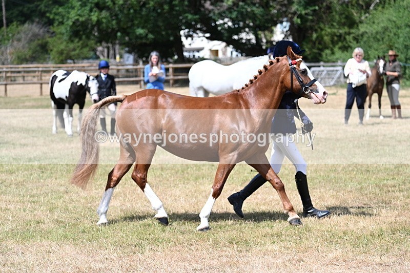 WJ7_1581 - Class 4 Prettiest Mare up to 14.2hh in hand