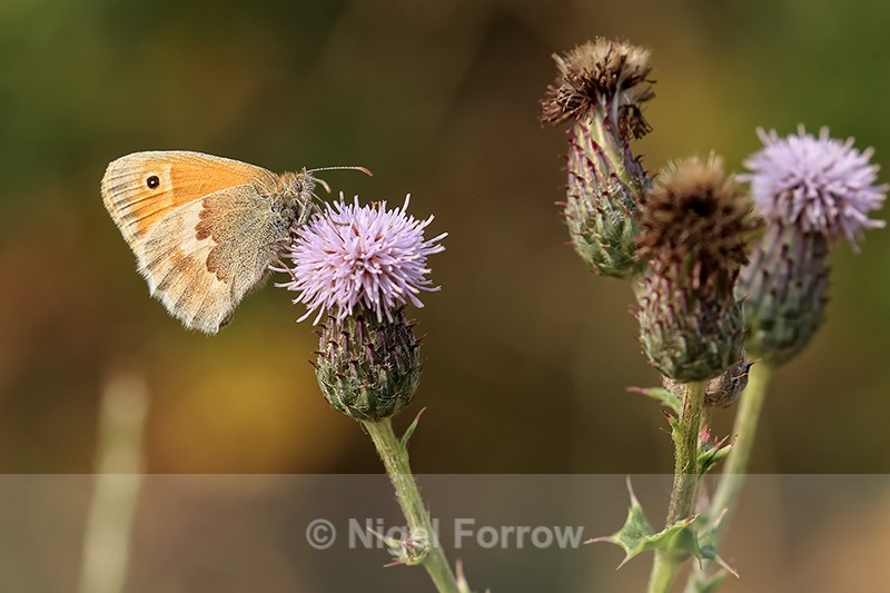 Small Heath (female) feeding on Creeping Thistle, Seacombe, Dorset - INSECTS