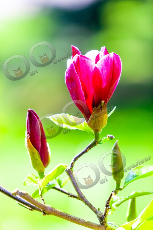 Magnolia-8027 - Plants and trees