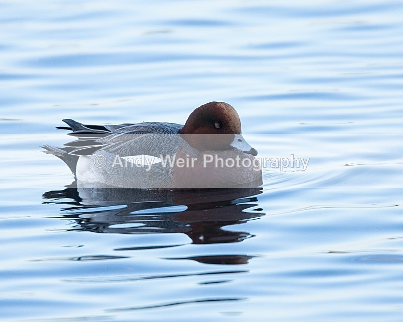 20081128-IMG_0746 015 - Wigeon