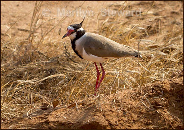 Black necked plover - Kenya, Tsavo East