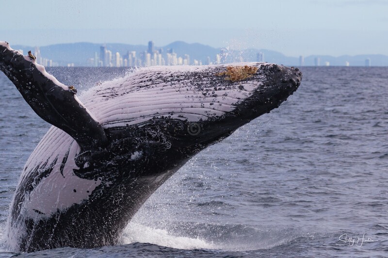 Humpback Breach close-up 3. 0A3A1227 - 2025 Whales