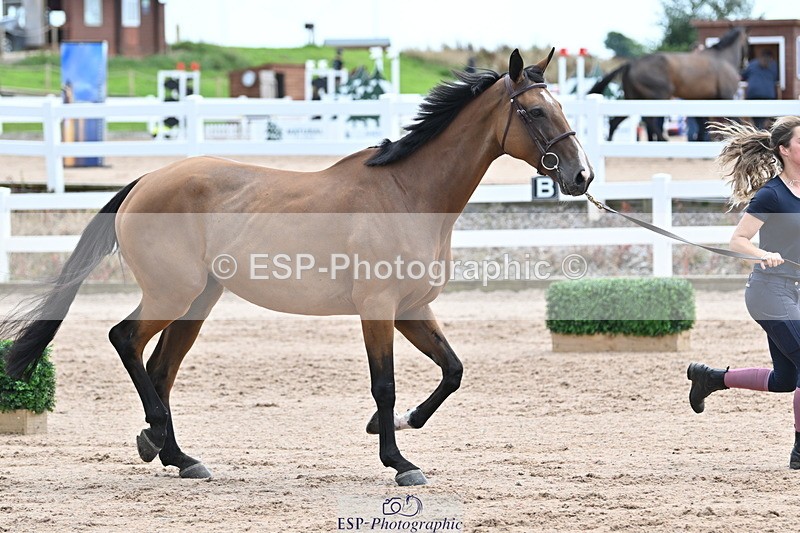 240717A-143052-02097 - Trot Up 2pm to 3pm - This folder is not in time order