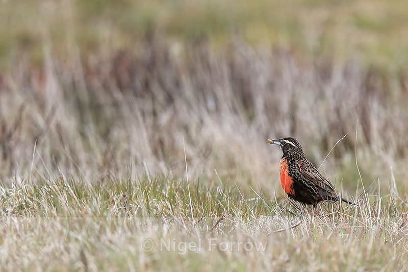 Long-tailed Meadowlark with food, Carcass Island, Falklands - Long-tailed Meadowlark