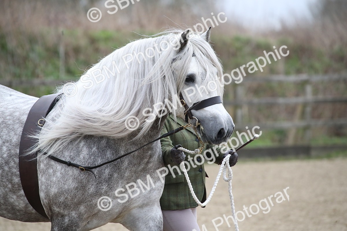 SBM_004023 - Class 1-4 - Young Stock classes Inc. In Hand Championship