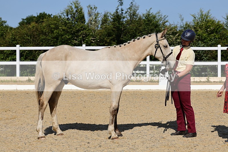 1X9A0762 - Class 4: Youngstock 1, 2, 3 year old to exceed 153cm