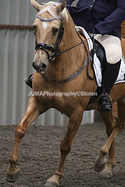 SIAL5507 - CAbin Dressage 5th july 2025