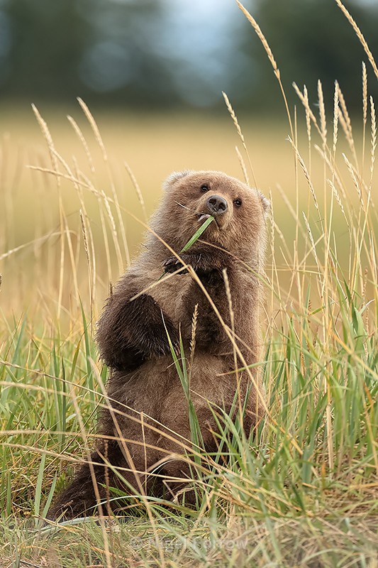 Grizzly Bear cub eating grass, Lake Clark National Park, Alaska - Brown Bear