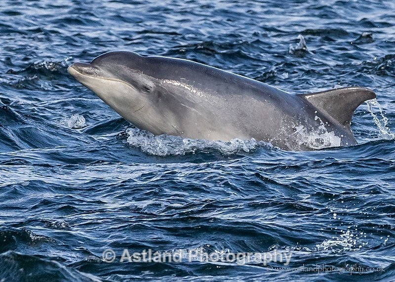 Astland Photography, Bird and Wildlife Images, Susan and Peter Wilson, U.K.