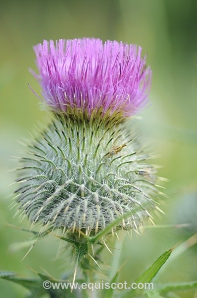  - Wildlife & Landscape