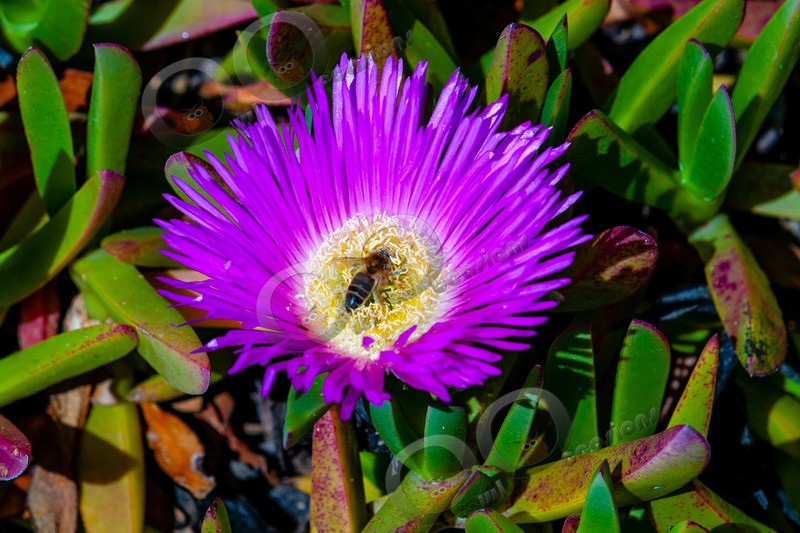 Hottentot Fig Carpobrotus edulis rufescens-25 - Plants and trees