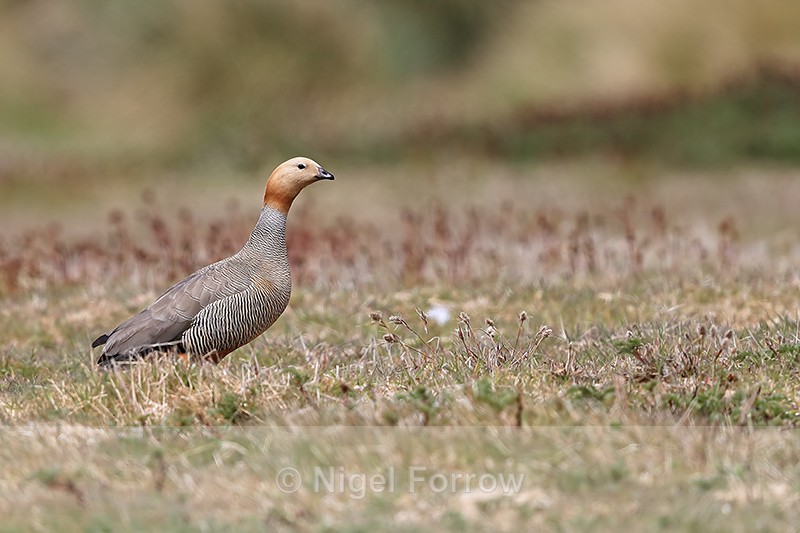 Ruddy-headed Goose, Carcass Island, Falklands - Ruddy-headed Goose