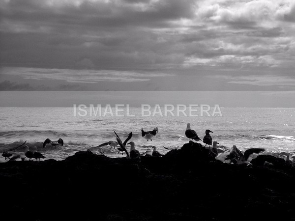Gathering - Beach