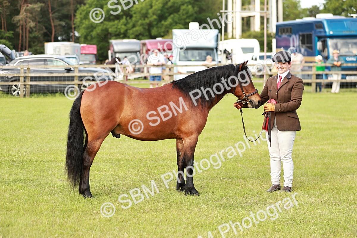 SBM_00541 - Class 14-23 - Mountain & Moorland In Hand Non Welsh