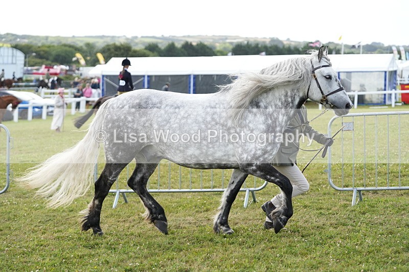 DSC05705 - Class 51: NPS M&M 4 years and over Large Breeds