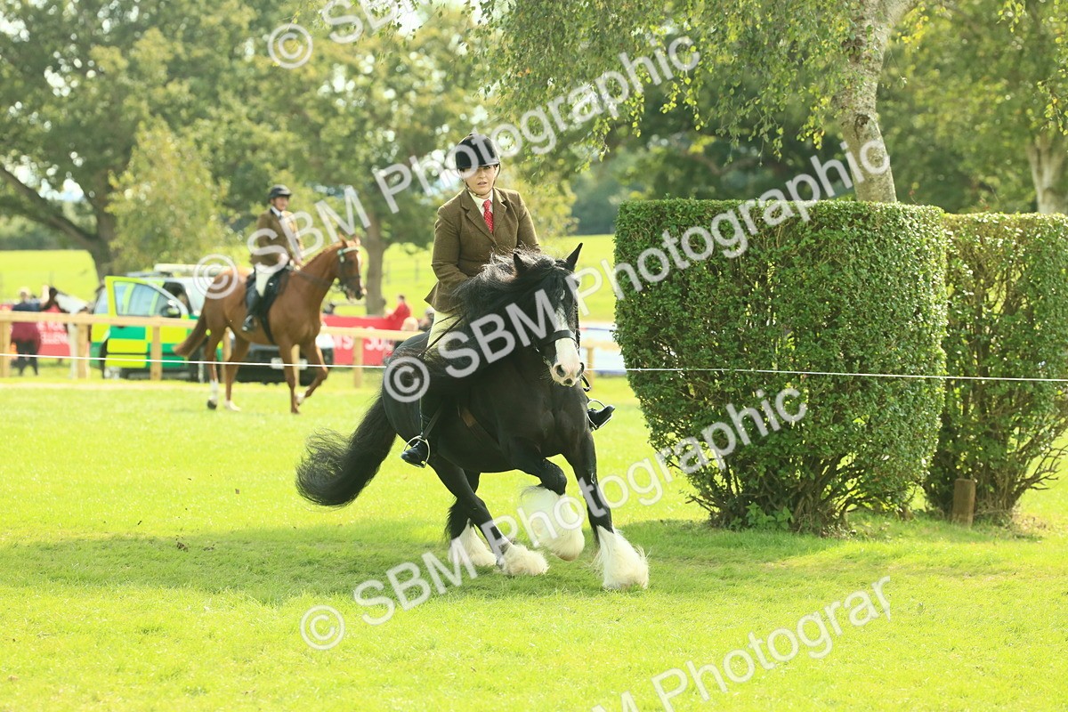 SBM_66633 - S34 - Rehabilitated Rescue Horse & Pony In Hand & Ridden
