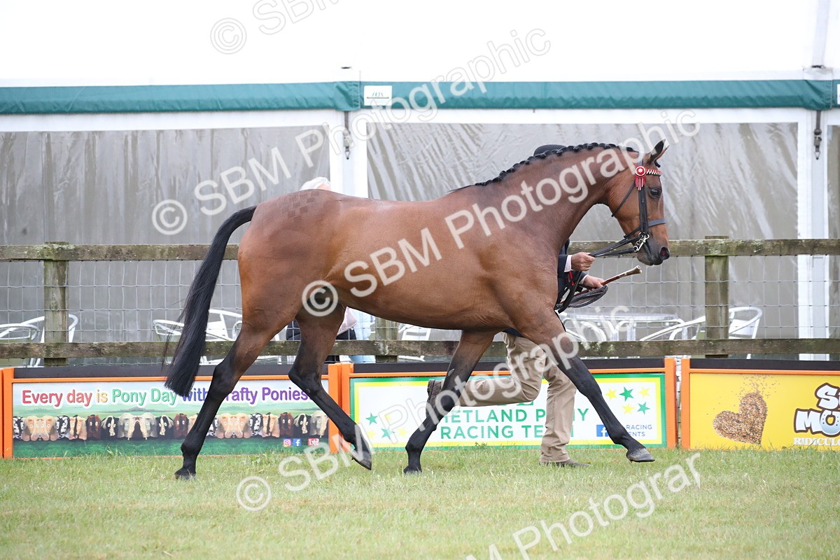 SBM_00205 - Class 17-20 - Arab & Part Bred - Anglo Arab In Hand