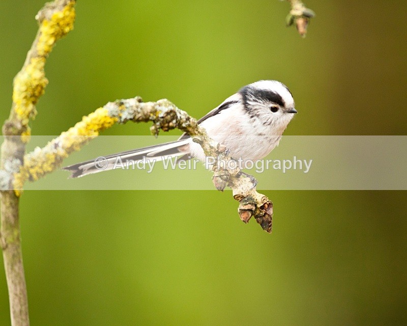 20110123-IMG_0712 - Long-tail Tit
