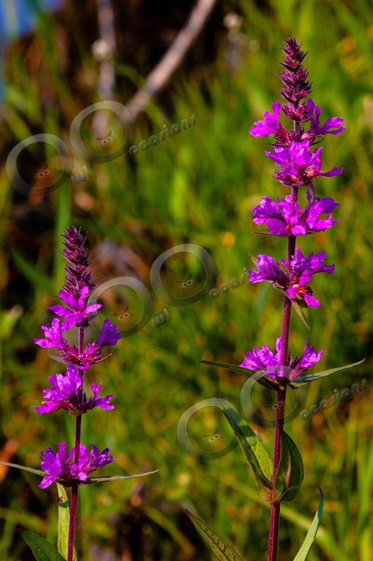 purple loosestrife Lythrum salicaria-8301 - Plants and trees