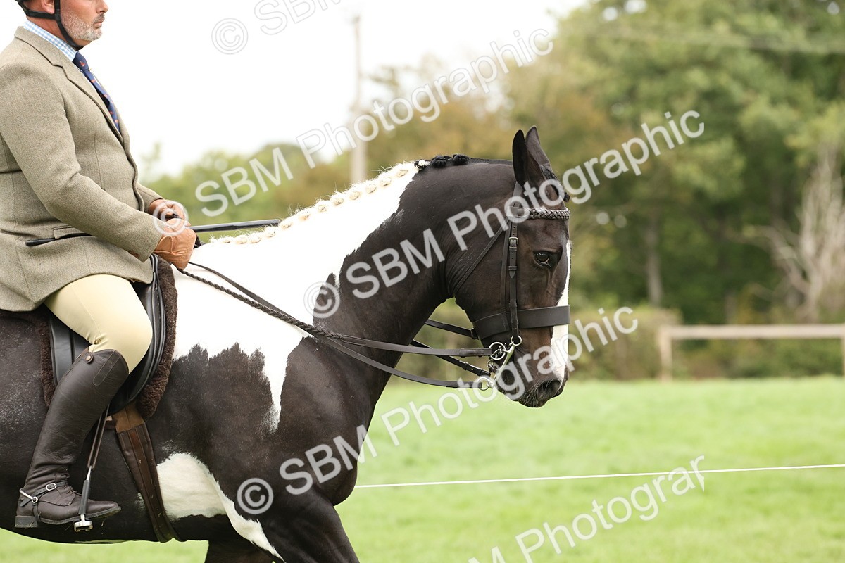 SBM_67200 - S67 - Piebald & Skewbald Horse Ridden