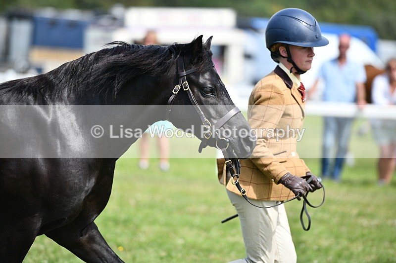 DSC_8401 - Class 68: Part Bred In Hand M & M