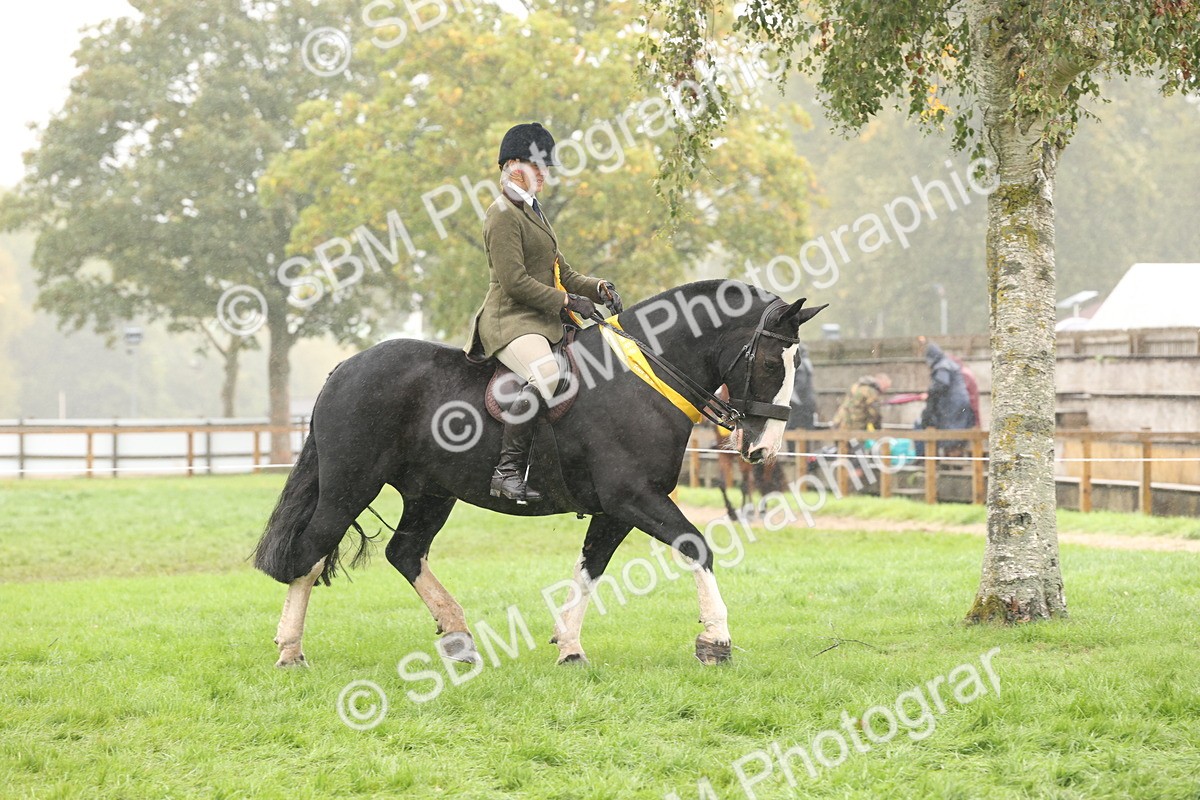 SBM_72896 - Ridden Horse Supreme Championship